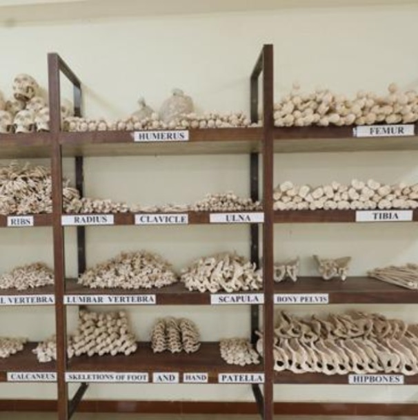 Anatomy